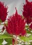 Seminte profesionale Celosia Plumosa - Creasta cocosului - imagine 48939